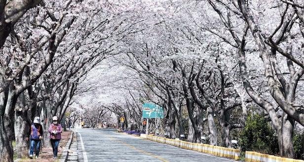 Cherry Blossom trees in Gangjin, South Jeolla Province / Courtesy of the Korea Tourism Organization