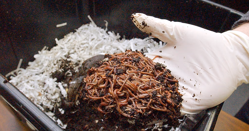 Vermicomposting: The tiny worms transforming Kenyan farms