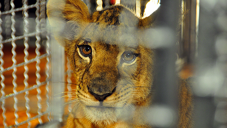 WTTC publishes guidelines for the prevention of illegal wildlife trade