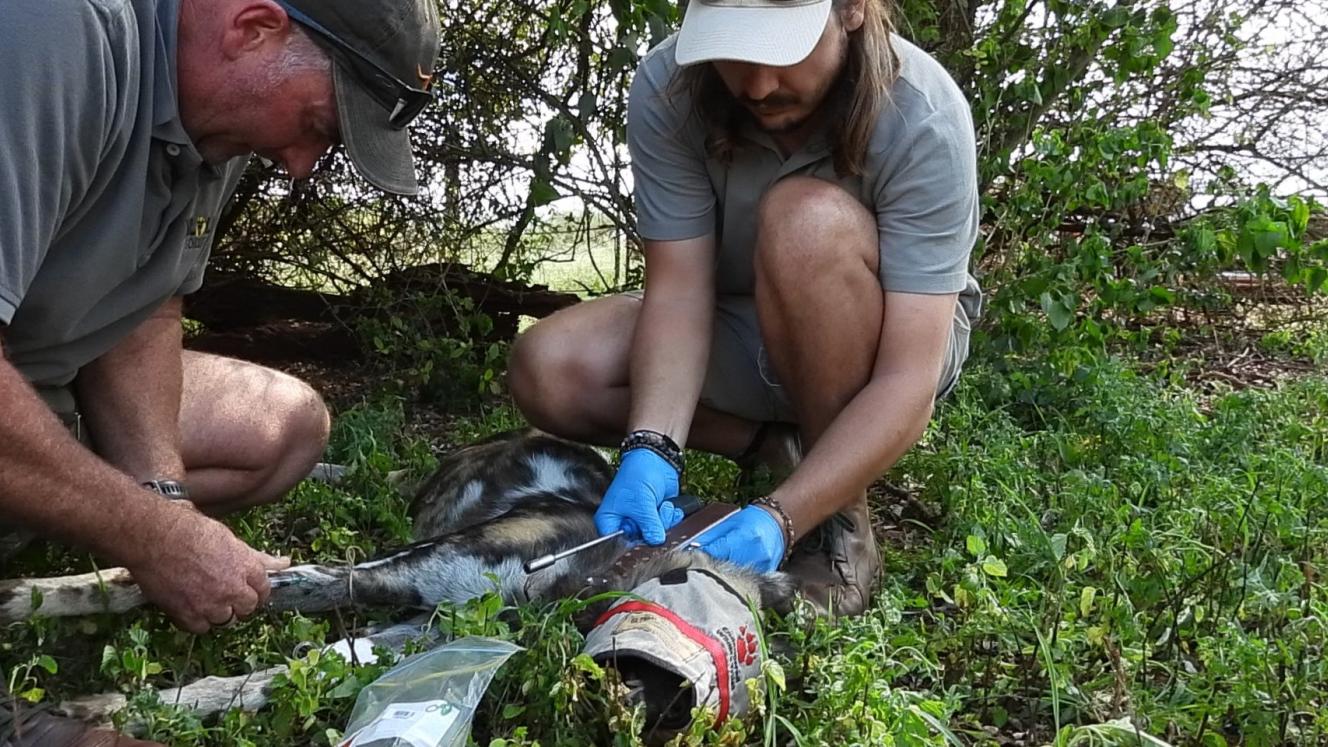 Wild dogs relocated to KZN reserve
