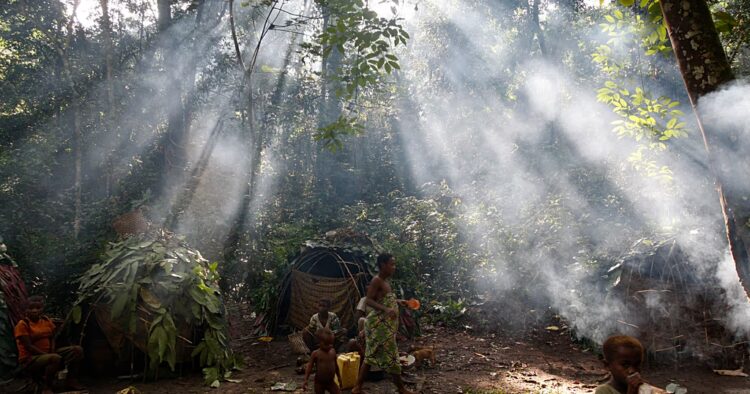 Congo’s forests under strain from overlapping land use