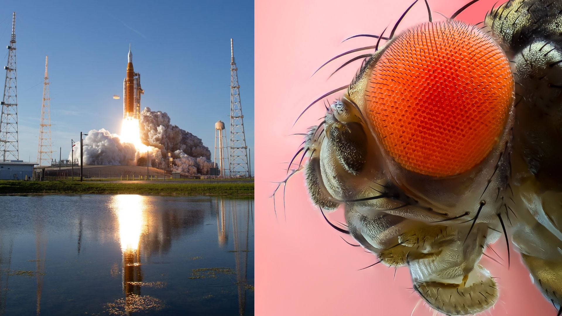 Fruit Fly Hypergravity Study Offers Space Travel Insights · Daily Beirut