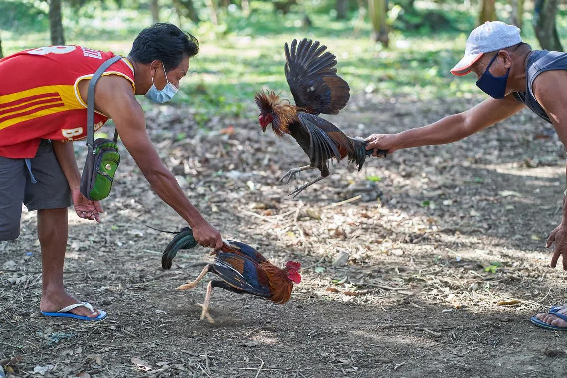 The US is an important source of roosters for the cockfighting industry in the Philippines, where people wage tens of millions of dollars daily on these fights, based on industry estimates.