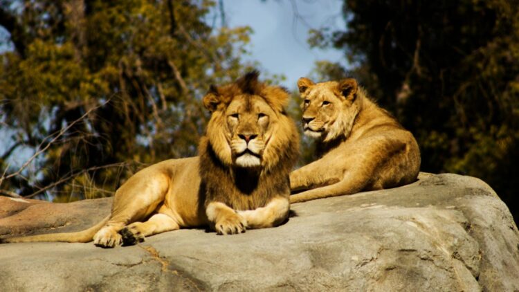 Lolelunga embarks on lion reintroduction project