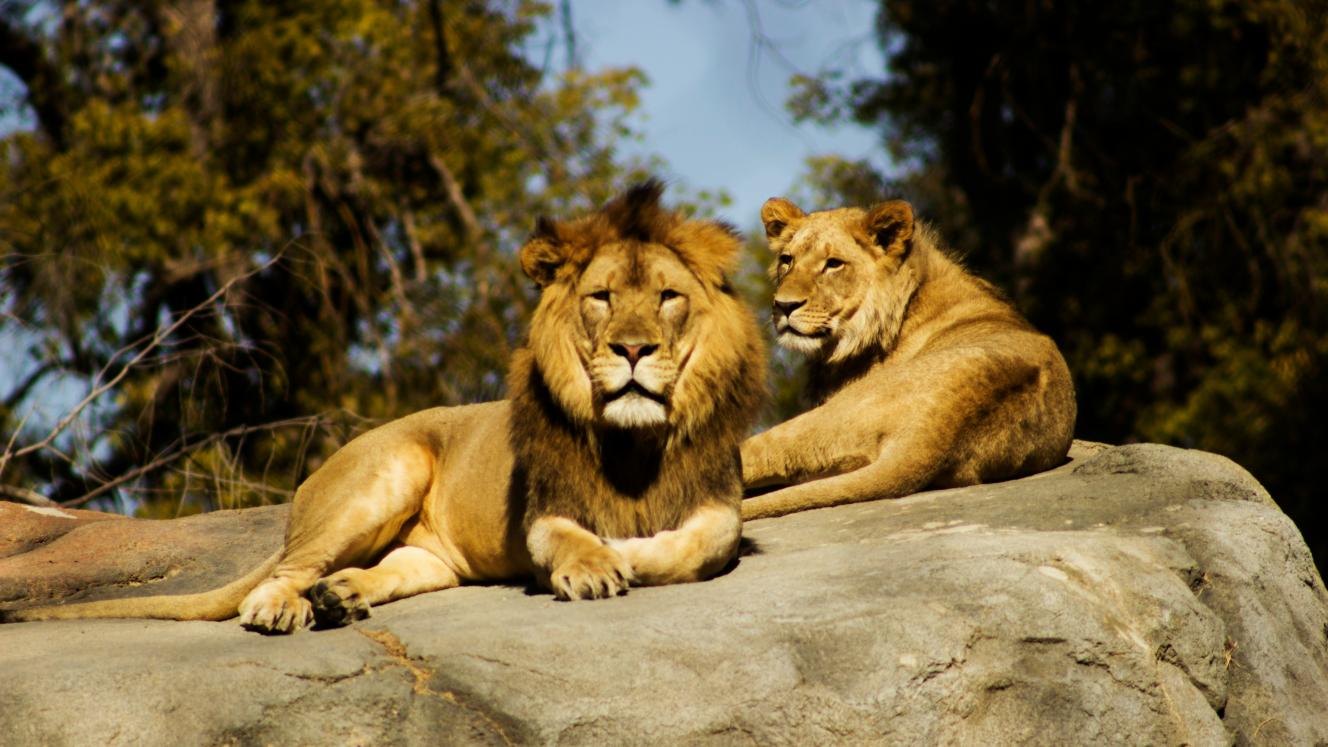 Lolelunga embarks on lion reintroduction project