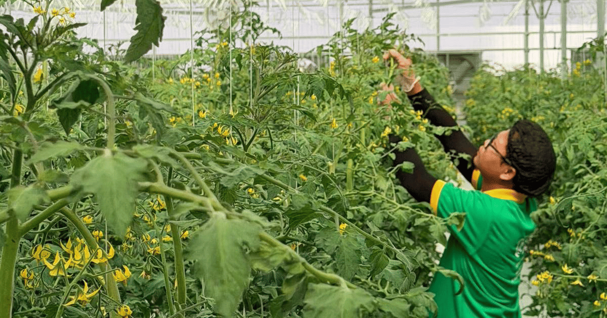 UAE Vertical Farm in Al Ain to Produce 150,000kg Tomatoes a Year, Boosting Food Security and Cutting...