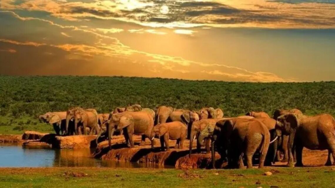 SANParks starts vehicle spraying in select parks