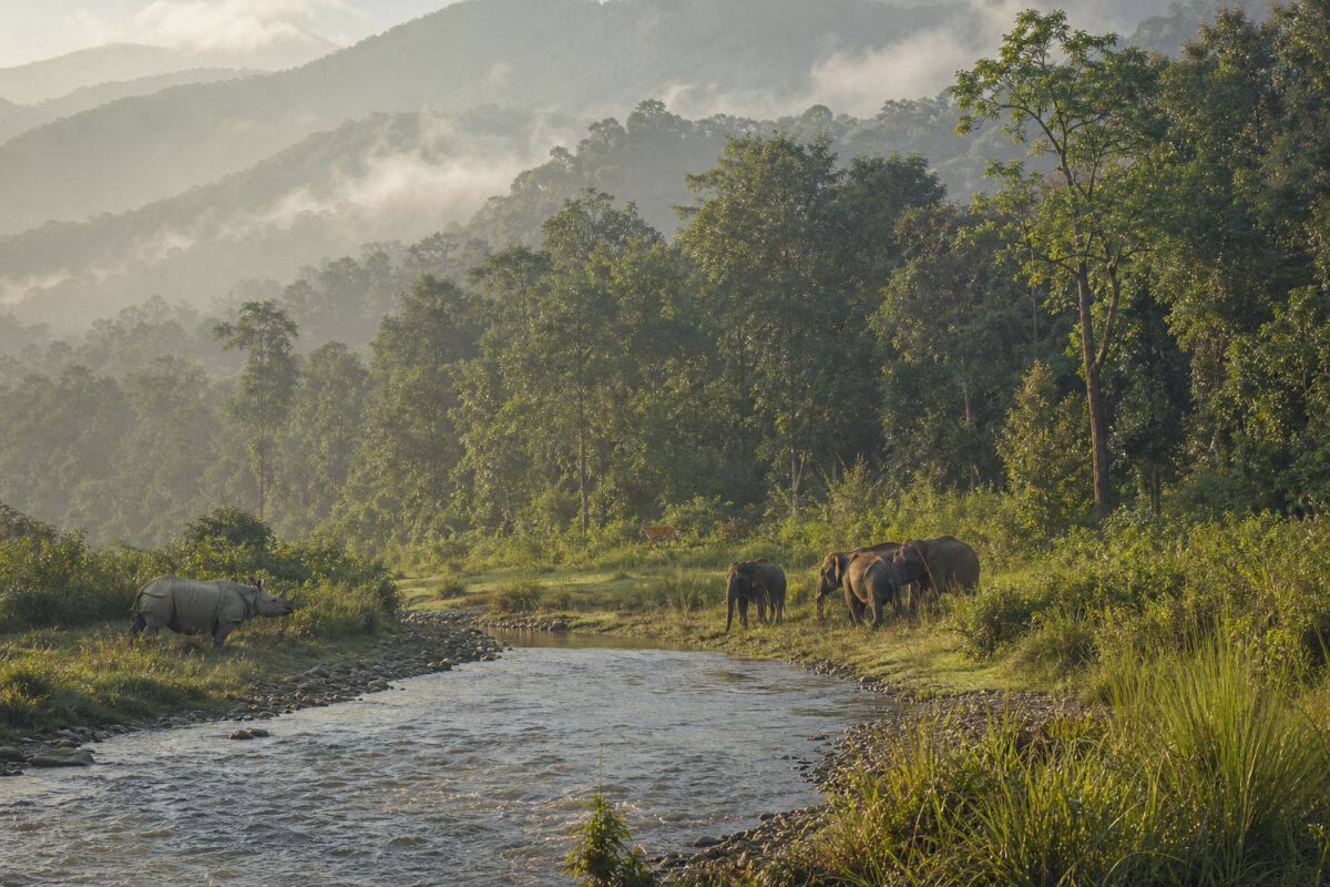 Eco-tourism and wildlife in southern bhutan’s lush landscape.