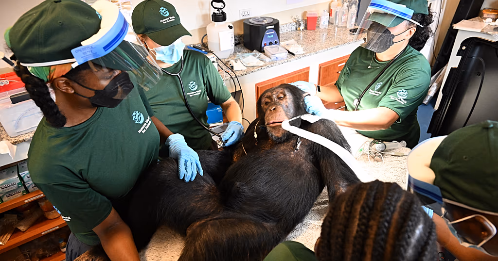 Liberia’s rescued chimpanzees receive health checks